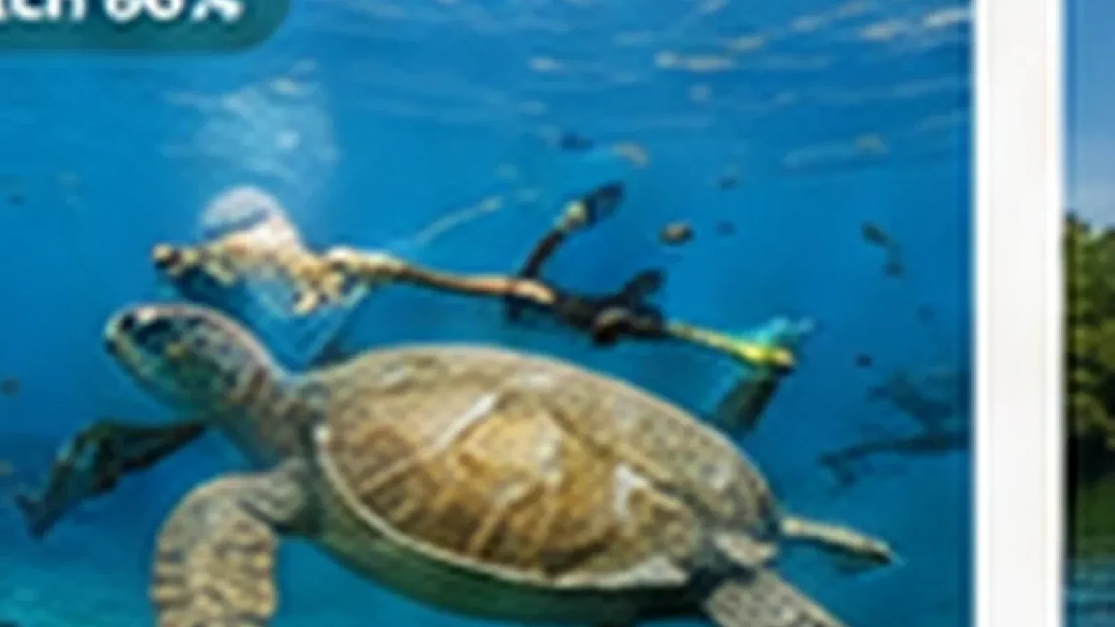 Snorkelling in Sri Lanka. Traveller snorkelling above a tropical reef