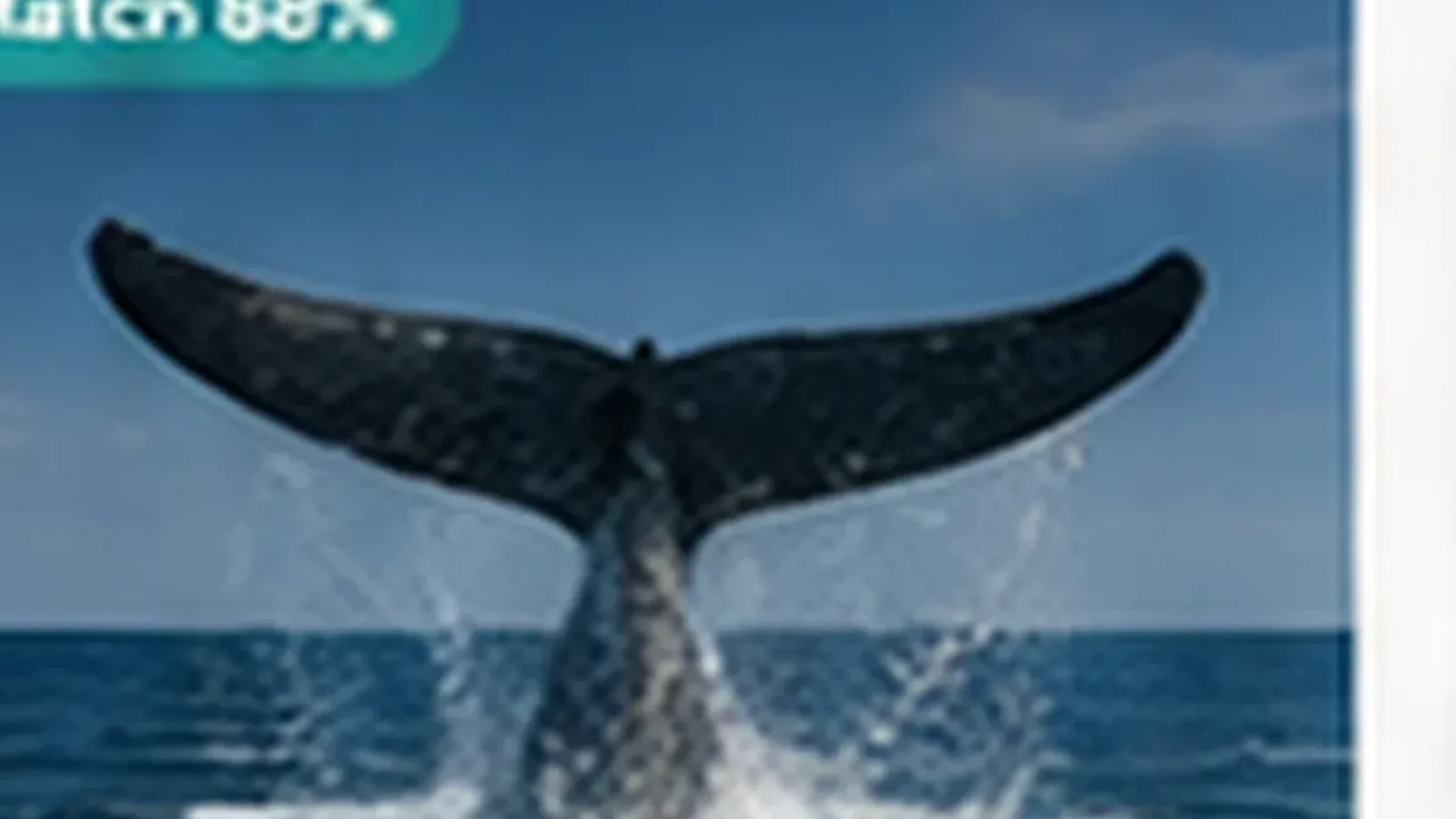 Dolphin watching in Sri Lanka. Responsible marine wildlife encounter in Sri Lankan waters
